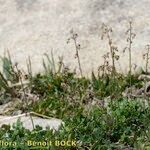 Thalictrum alpinum Habitat