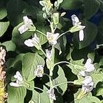 Brassica montana Flower