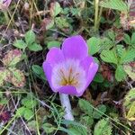 Colchicum speciosum Blüte