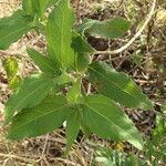 Wedelia calycina Leaf