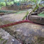 Bulbophyllum calyptratum Kwiat