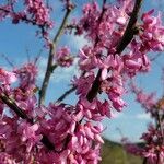 Cercis canadensis Flower