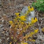 Sedum lanceolatum Blad