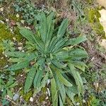 Echium asperrimum Leaf