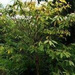 Rhododendron decorum Hábito