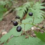 Actaea spicata Плід