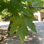 Platanus orientalisLeaf