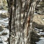 Juniperus osteosperma Bark
