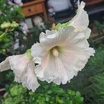 Alcea setosaFlower