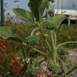 Chrozophora tinctoria Fruit