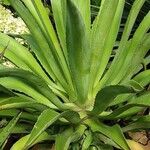 Agave sisalana Habitat