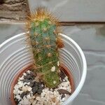 Pilosocereus chrysostele Corteza