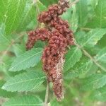 Rhus coriaria Фрукт