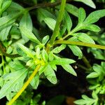 Cosmos sulphureus Leaf