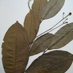 Esenbeckia cowanii Otro