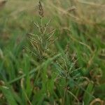 Sporobolus coromandelianus Fruit