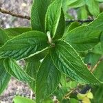 Ceanothus arboreus Ліст