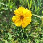 Coreopsis lanceolataBlüte