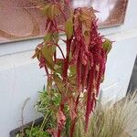 Amaranthus caudatusHábito