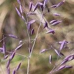 Paramochloa effusa Õis