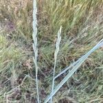 Elymus pungens Blatt