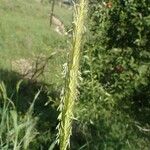 Hordeum bulbosum Blüte