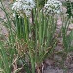 Allium cepa Habit