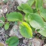 Arisarum vulgare Leaf