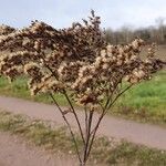 Solidago gigantea Ffrwyth