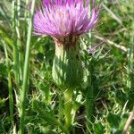 Cirsium acaulon फूल