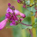 Penstemon spectabilis Flower