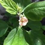 Sphaeralcea bonariensis Flower