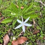 Hippobroma longiflora ᱵᱟᱦᱟ
