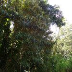 Miconia mirabilis Habit