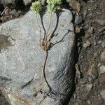Alyssum alyssoides Mosusu