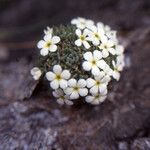 Androsace pubescens Habit