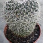 Mammillaria hahniana 葉