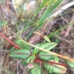 Helianthemum cinereum Leaf