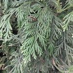 Thujopsis dolabrata Blatt