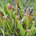 Sarracenia minor आदत