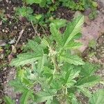 Althaea cannabina Leaf