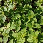 Lamium flexuosum List