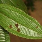 Miconia tschudyoides 葉