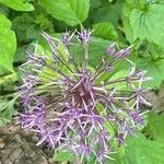 Allium nigrum പുഷ്പം
