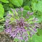 Allium nigrum Flower