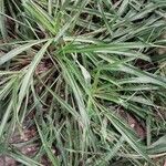 Chlorophytum comosum List