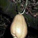 Sechium edule Φρούτο
