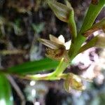 Bulbophyllum cylindrocarpum Квітка