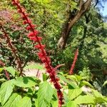 Salvia confertiflora Flower