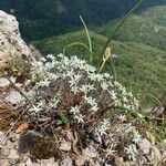 Arenaria aggregata Flor